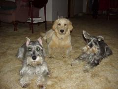 A Golden between two miniature schnauzers